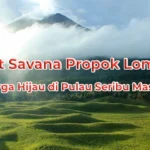 Bukit Savana Propok Lombok